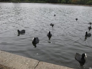 Coots on the Long Water in Hyde Park