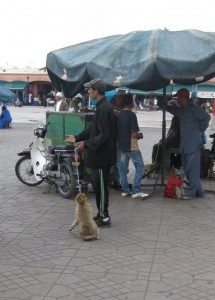 Animals of all sorts are in the square entertaining the tourists - monkeys and snake and their charmers are most prominent