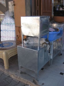 Kitty chilling in the souk