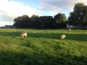 Our neighbours - nice clean County Clare sheep.