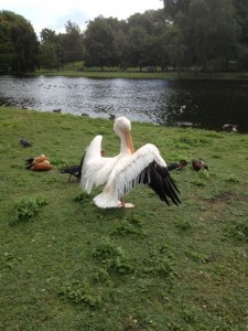 Pelican in St Jame Park