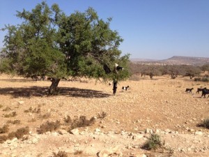 Goats grazing in the argan trees.