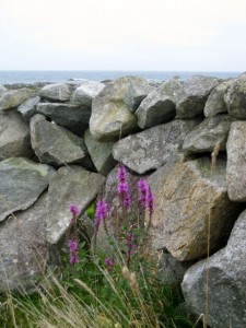 Lovely purple flowers flourishing in the shelter of a dry stone wall.