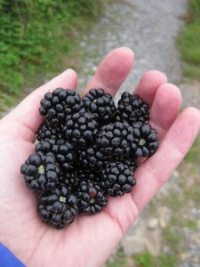 Late blackberries made an excellent snack!