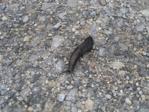 The worlds biggest slug - about 3 inches long.