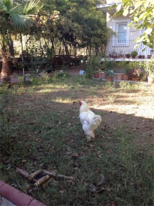 Rooster at the hotel