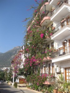 Our hotel covered in blooming bougainville