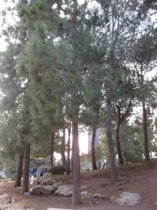 Garden of the Righteous where each of the 23,000 trees is planted in memory of those who helped Jews during the Holocaust (Shoah)