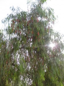 Pepper tree - the red berries become dried pepper corns