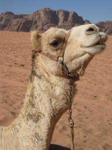 Camel