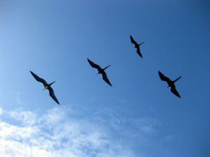 Gulls flying along with our boat