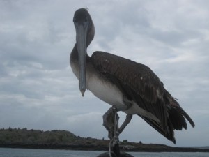 Pelican riding the front of the boat