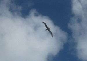 The last waved albatross on the island - all the adults had already moved to other islands