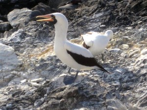 Male masked booby