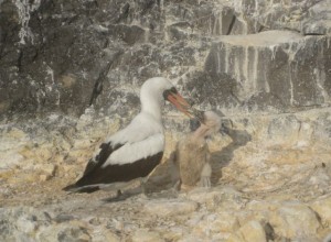 Masked booby feeding its baby