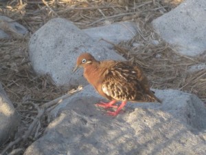 Galapagos dove - note the red feet and turquoise around the eyes