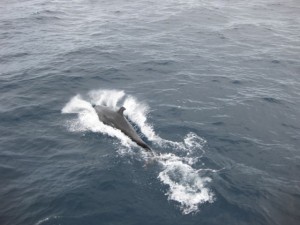 Dolphin jumping