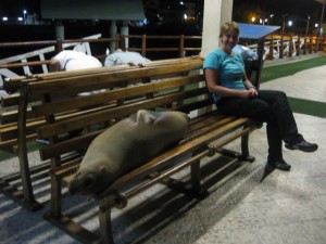 A homeless sea lion on the municipal docks