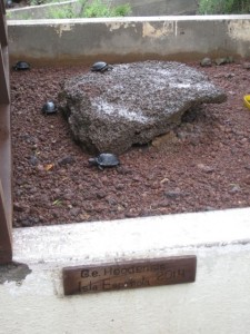 Baby tortoises just born