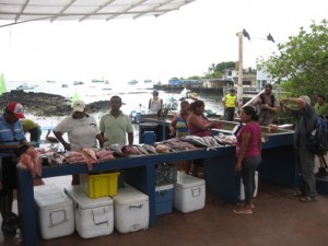 The fish market from the human side