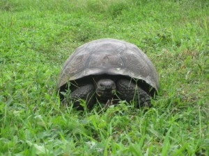 A male checking us out