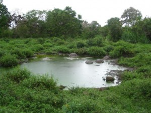 They bury themselves in mud to get away from mosquitoes and other insects