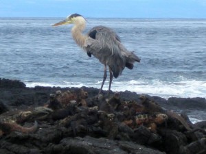 Heron hanging out with a mountain of iguanas