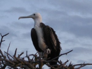 Adolescent frigate bird