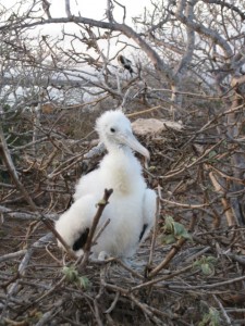 Baby frigate bird