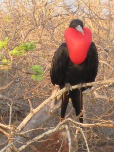 Male frigate bird showing off for the females