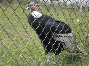 Andean Condor (over a meter tall!)