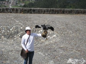 Bird returning for treats