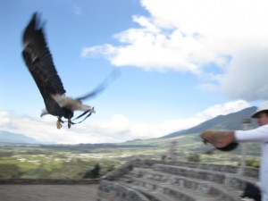 Releasing the Bald-Headed Eagle