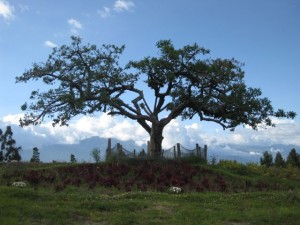 El Lechero - the magical healing tree