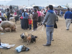 Piglets on a leash