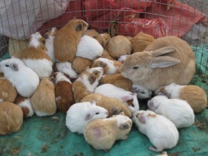 Guinea pigs and rabbits