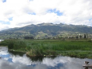 San Pablo Lake - Reeds used for weaving sleeping mats and other producs