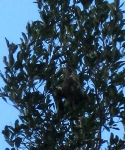 Three-toed sloth hanging out