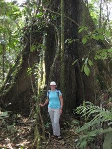 Massive tree