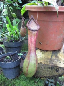 A carnivorous plant which traps insects and then digests them in liquid at the bottom of the bod!