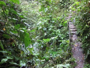 The wet path above the river