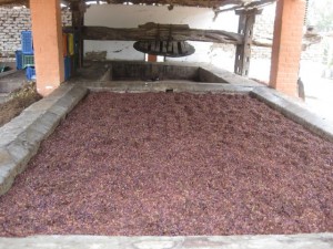 Grapes post stomping - so tempting to jump in