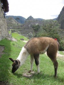 Baby inca mower