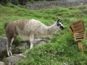 More Inca mowers