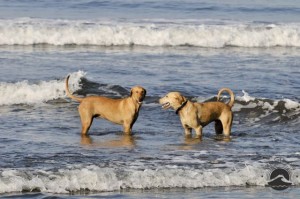 Allan and Max playing in the water